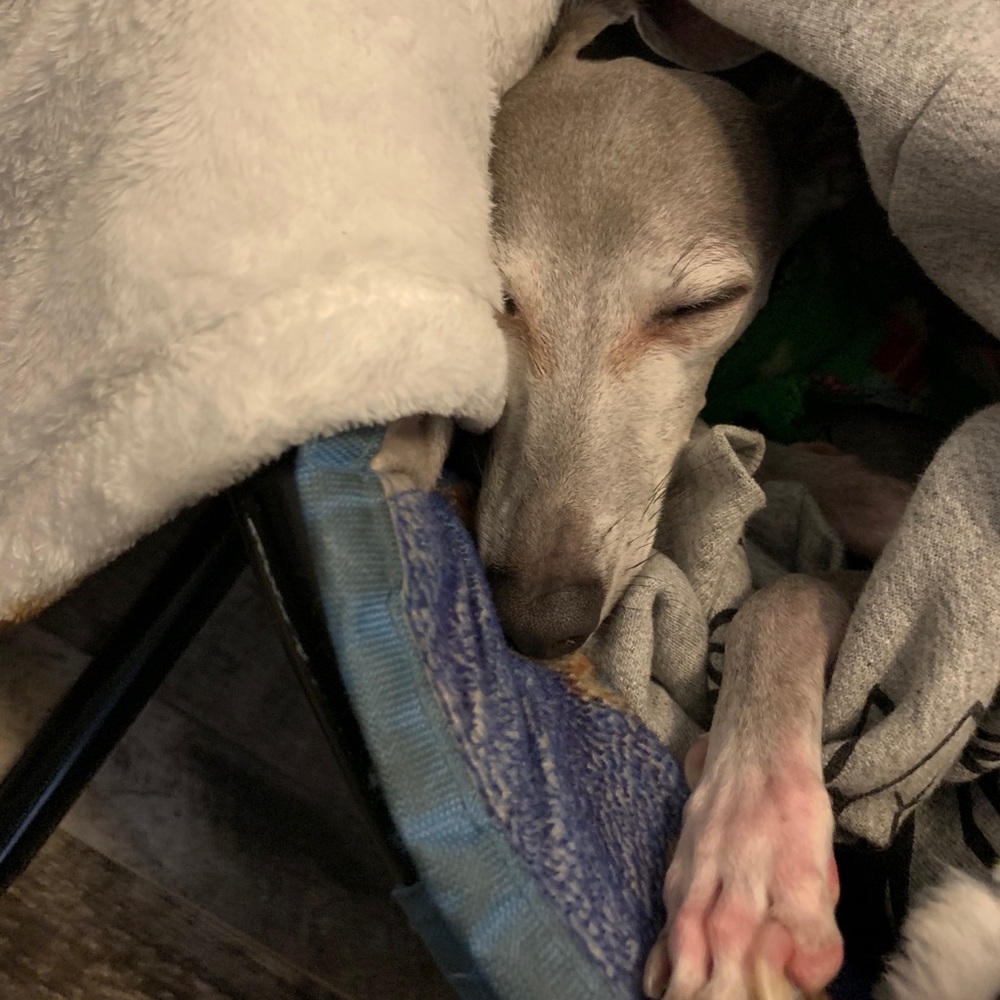 Meet your Posher, Louise